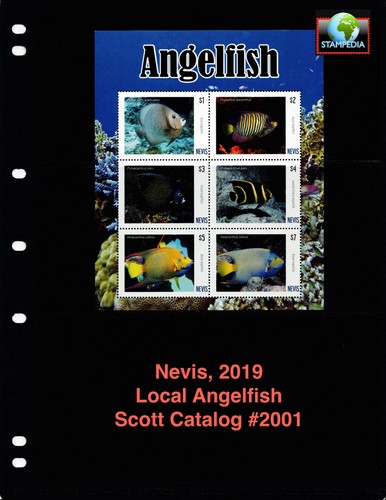 Scott value 2019 - scott,