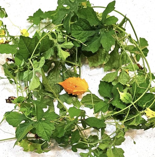 Fresh organic cerasee - organic,